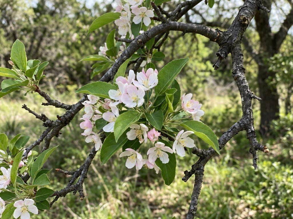 Texas Crabapple tree in bloom with pink-white flowers and green leaves, shown as a small specimen in landscape.