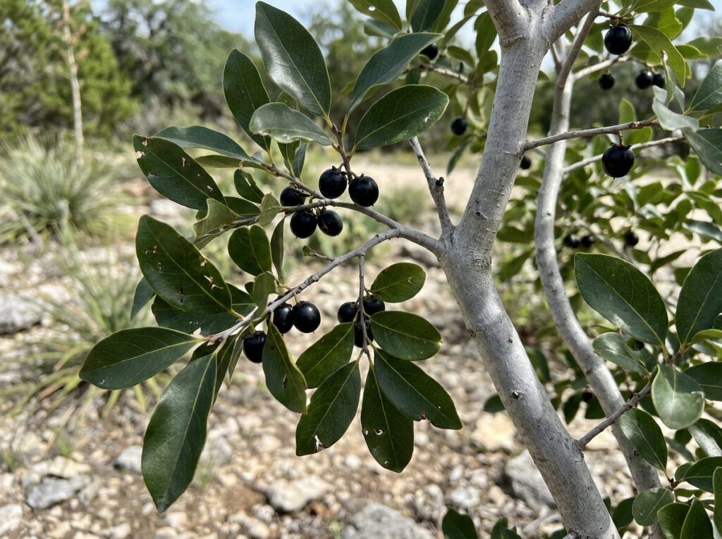Texas Persimmon tree with glossy green leaves in a black nursery container.