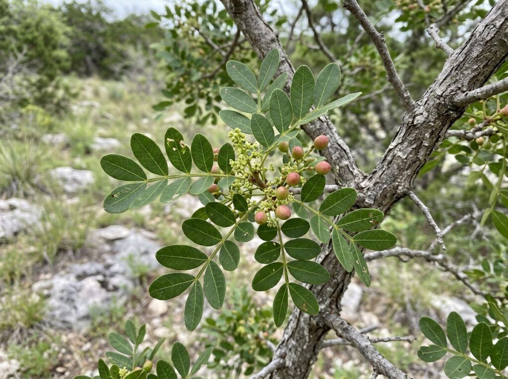 Texas Pistache tree in a black nursery container with a slender trunk and dense green foliage.