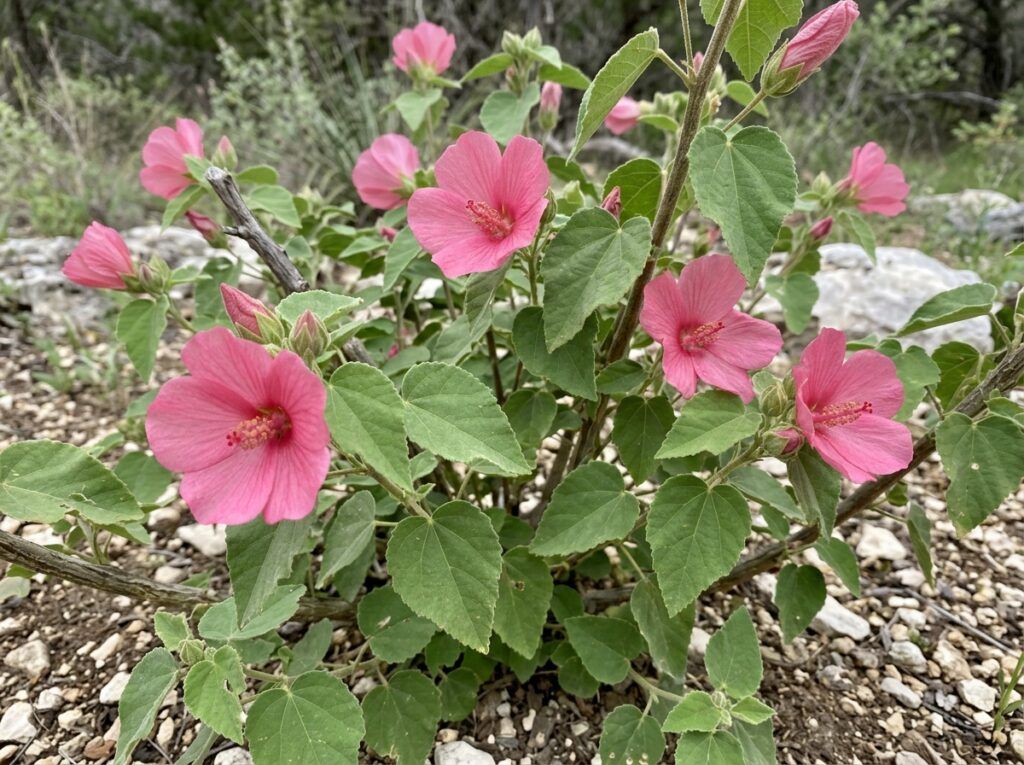 Texas Rock Rose shrub with dense green foliage and bright pink blooms, shown growing outdoors.