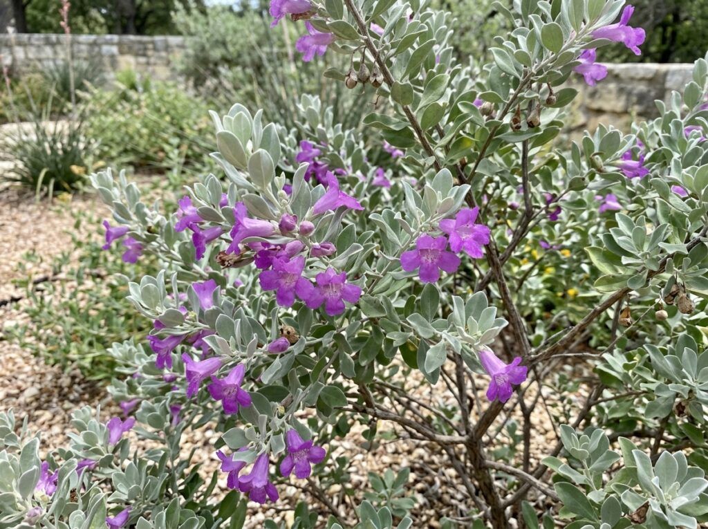 Texas Sage shrub with silvery-gray foliage growing in a black nursery container.