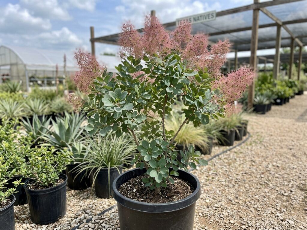 Texas Smoke Tree with airy pink smoke-like blooms and green foliage in a landscape planting.