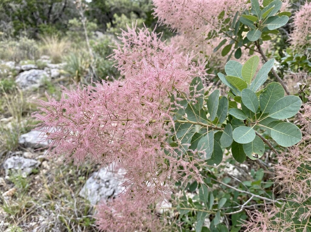 Texas Smoke Tree tree with silvery-green foliage in a nursery container on gravel.