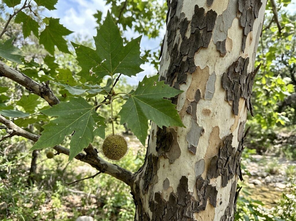 Texas Sycamore tree with broad green leaves growing in a nursery container against a clean background.