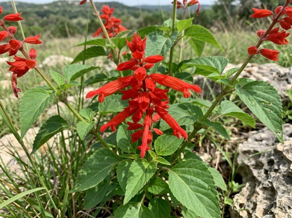 Tropical Sage perennial in a nursery pot with green foliage and upright spikes of red flowers.