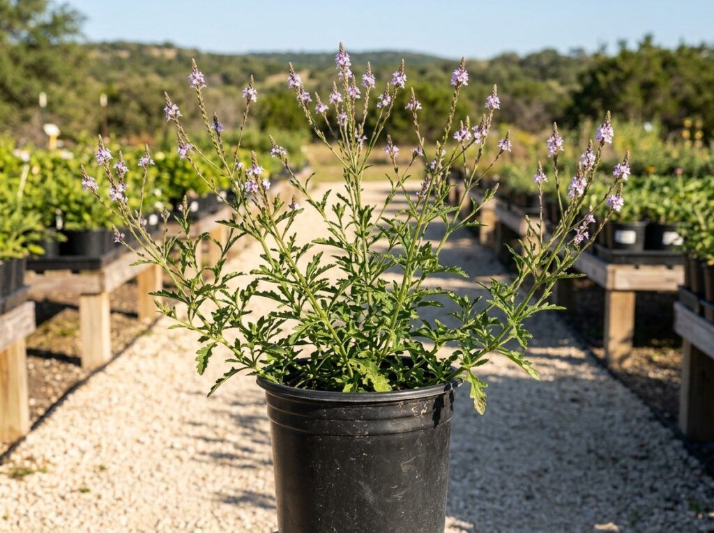 Verbena in bloom with clusters of purple flowers and dense green foliage filling a garden bed