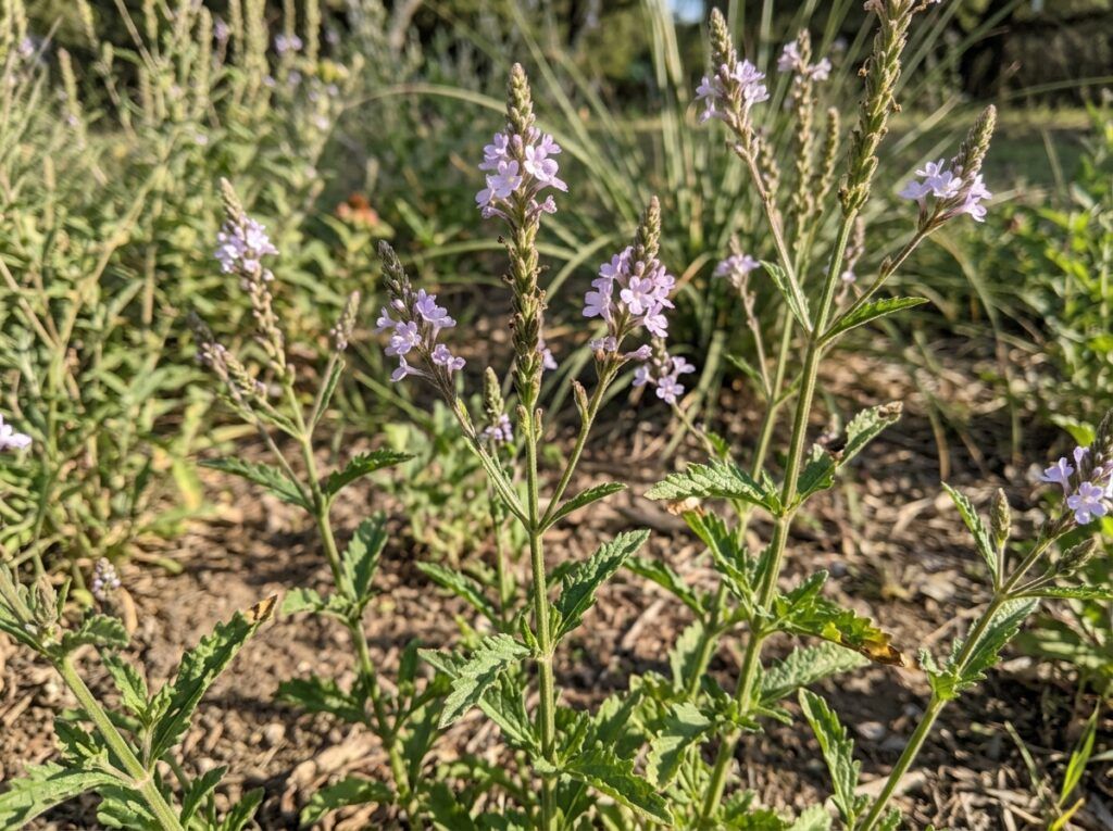 Verbena perennial in a nursery pot with clusters of purple flowers and dense green foliage.