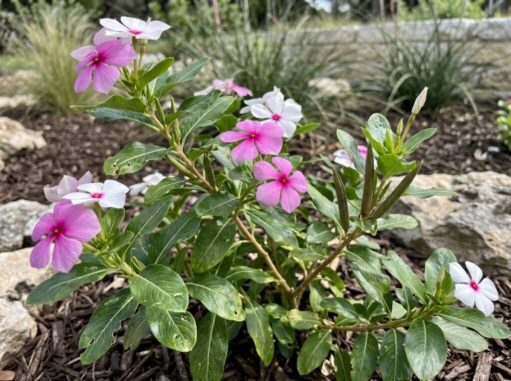 Vinca groundcover with glossy green leaves and clusters of purple five-petaled flowers in a garden bed.
