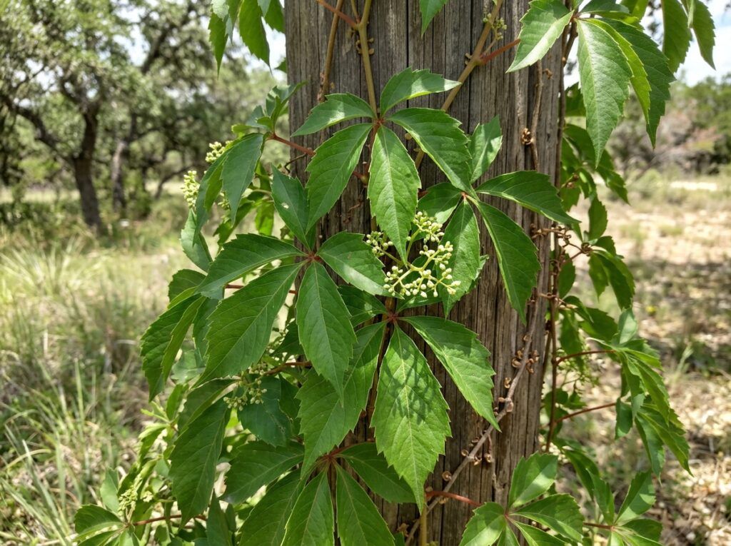 Virginia Creeper vine with lush green palmate leaves climbing a simple trellis.