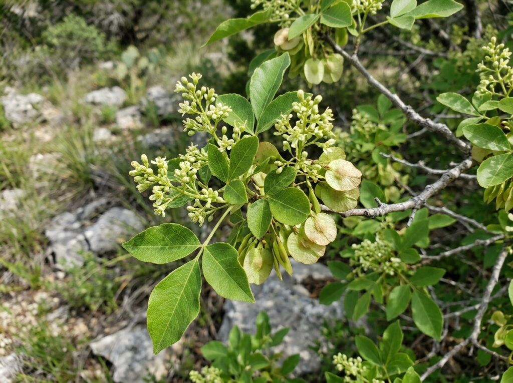 Wafer Ash tree with bright green compound leaves growing in a black nursery container.