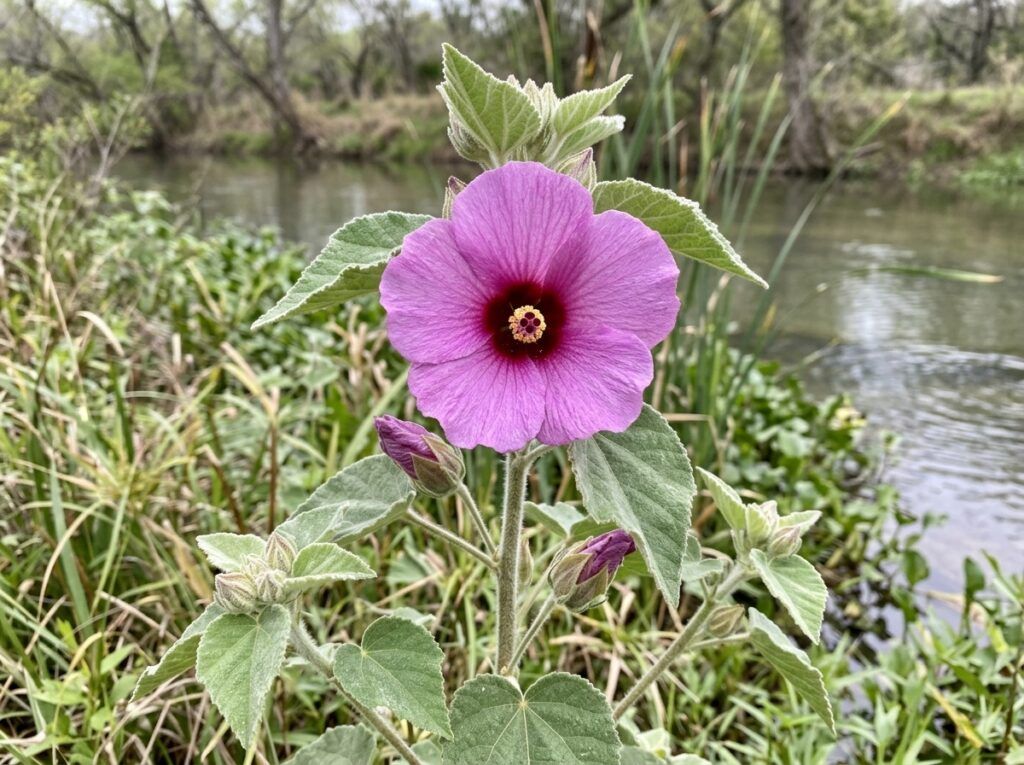 Wooly Rosemallow perennial with large pale pink hibiscus-like flowers and fuzzy green foliage in bloom.